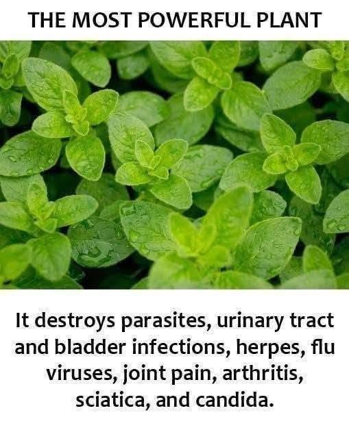 THE MOST POWRFUL PLANT