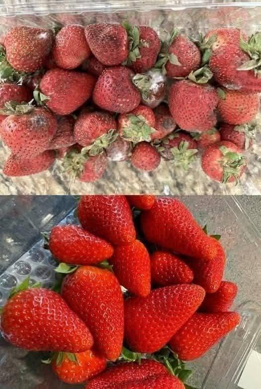 The Farmer’s Strawberry Trick: How to Keep Strawberries Fresh for Days Longer