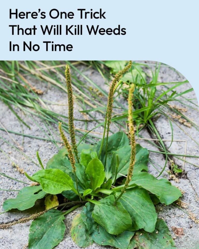 How to Kill Weeds with Vinegar the Right Way