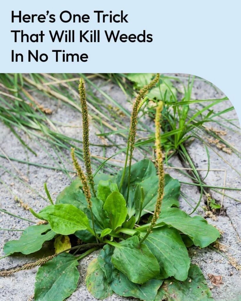 How to Kill Weeds with Vinegar the Right Way