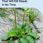How to Kill Weeds with Vinegar the Right Way