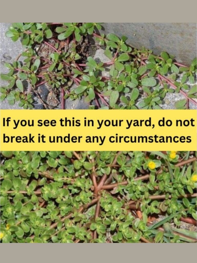 8 Reasons to Leave That Purslane Weed Growing