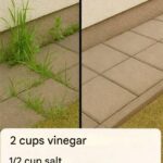 How to Make a Super Effective Homemade Herbicide: A Science-Backed, Eco-Conscious Guide
