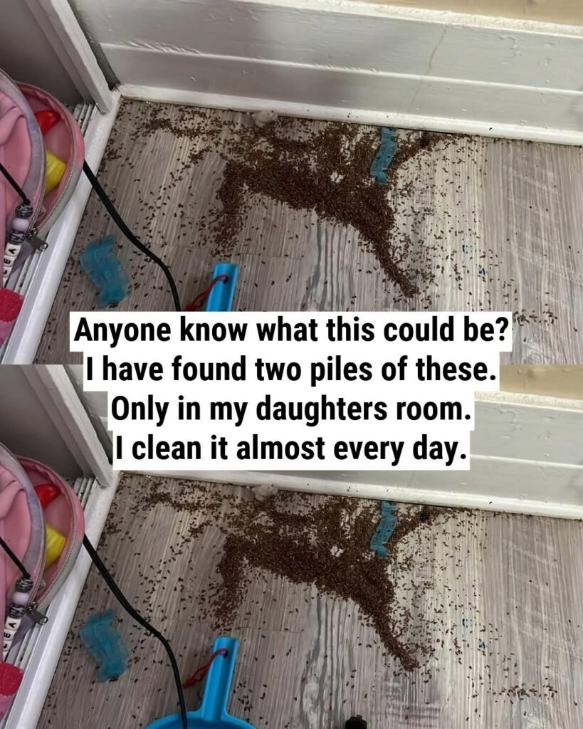 The Mystery Pile in My Daughter’s Room—Solved by the Internet (Spoiler: It Wasn’t Termites!)