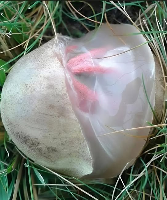 In the garden, I found a slimy, reddish creature that gave off an unpleasant odor. I was shocked when I realized it was a slimy creature.