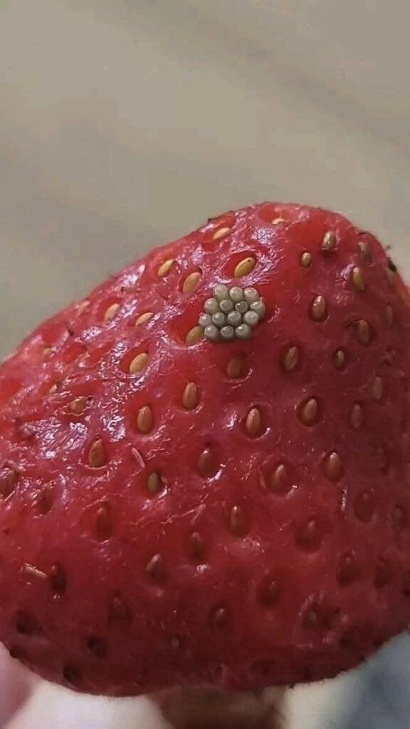 Tiny White Worms in Strawberries? Here’s What They Really Are and Whether Your Berries Are Safe to Eat