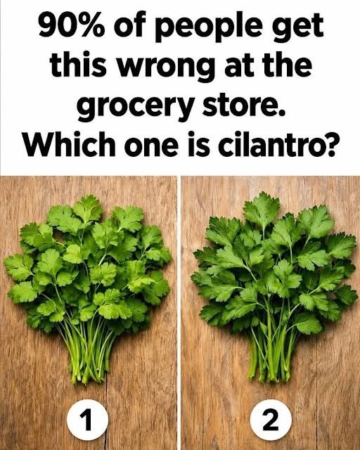 Cilantro vs. Parsley: The 10-Second Cheat Sheet