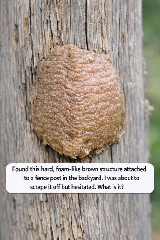 Found this hard, foam-like brown structure attached to a fence post in the backyard. I was about to scrape it off but hesitated. What is it? – welcome