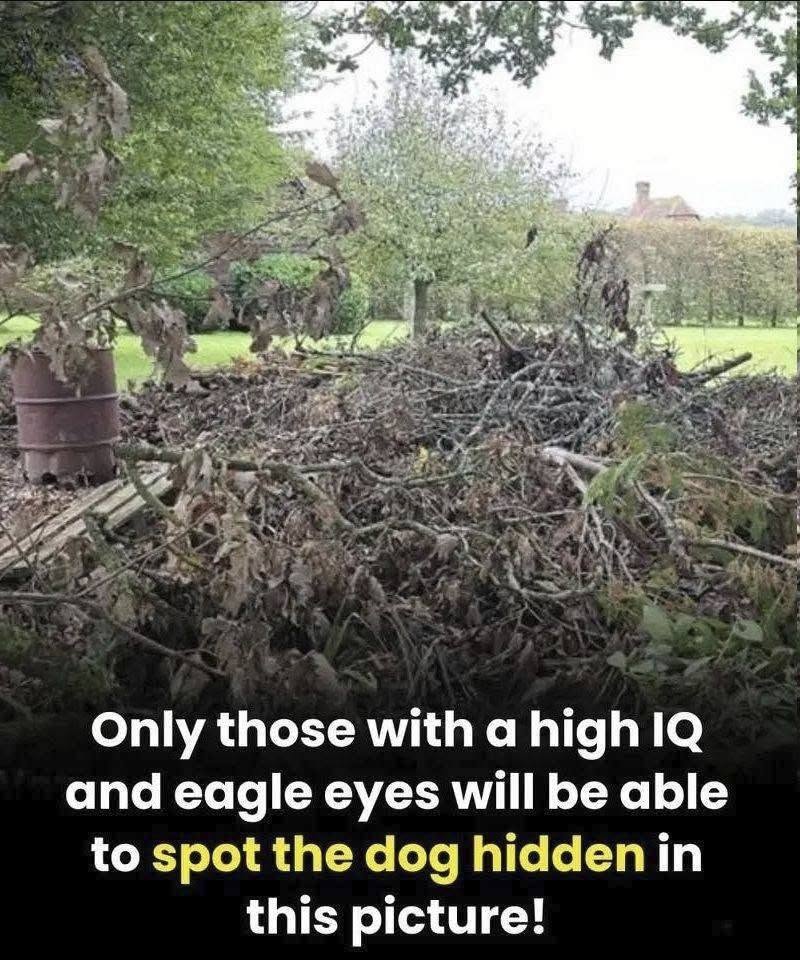 Can you spot the hidden dog? Only people with eagle eyesight can! – welcome