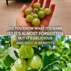 Our grandparents would have recognized it immediately. It’s a small, unusual and almost forgotten fruit, which many people today have never tried. I’ll explain what it is in the first comment