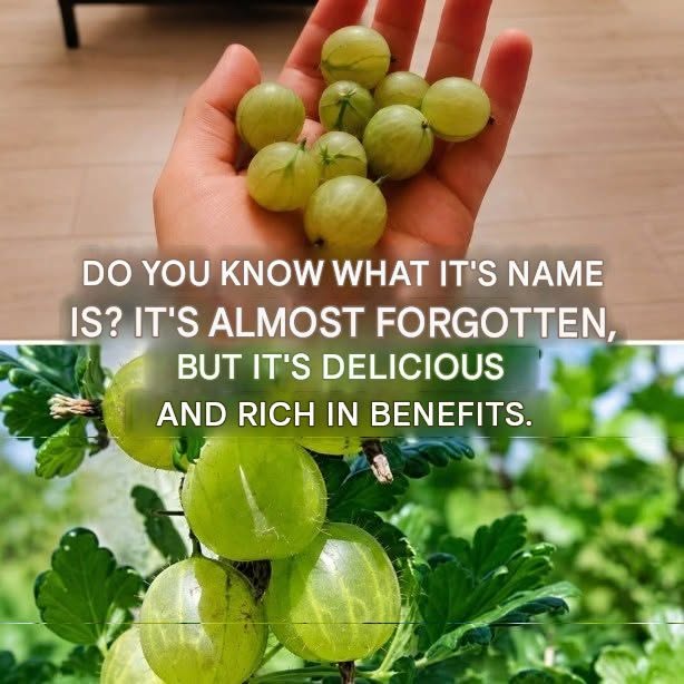 Our grandparents would have recognized it immediately. It’s a small, unusual and almost forgotten fruit, which many people today have never tried. I’ll explain what it is in the first comment