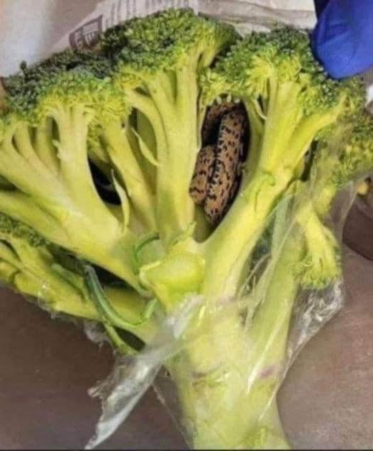 A surprising discovery in an Aldi bag of broccoli: a culinary adventure that changed everything. – welcome