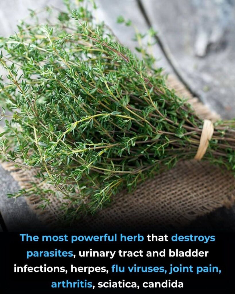 Oregano Oil: What Science Says About Its Antimicrobial Properties