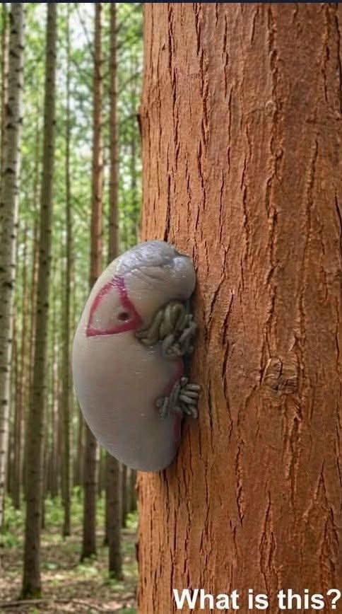 Two Unexpected Discoveries—One in the Forest, One in the City July