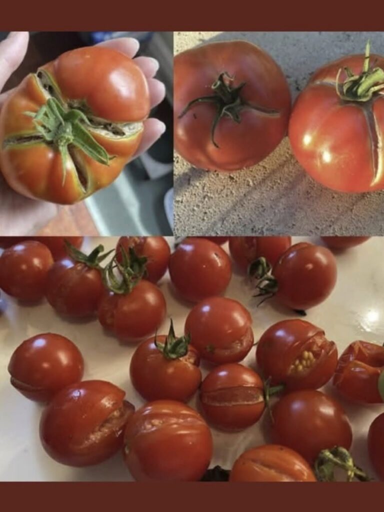 Why Tomatoes Split: The Hidden Truth Behind Cracked Tomatoes and How to Prevent It