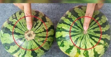 No more bland watermelons!b/ Here’s a sure-fire visual guide to finding the sweetest fruit at the market.