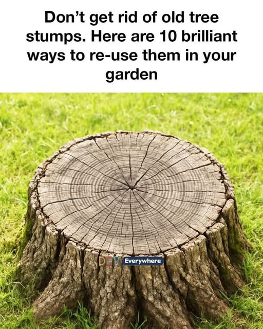 Don’t get rid of old tree stumps. Here are 10 brilliant ways to re-use them in your garden