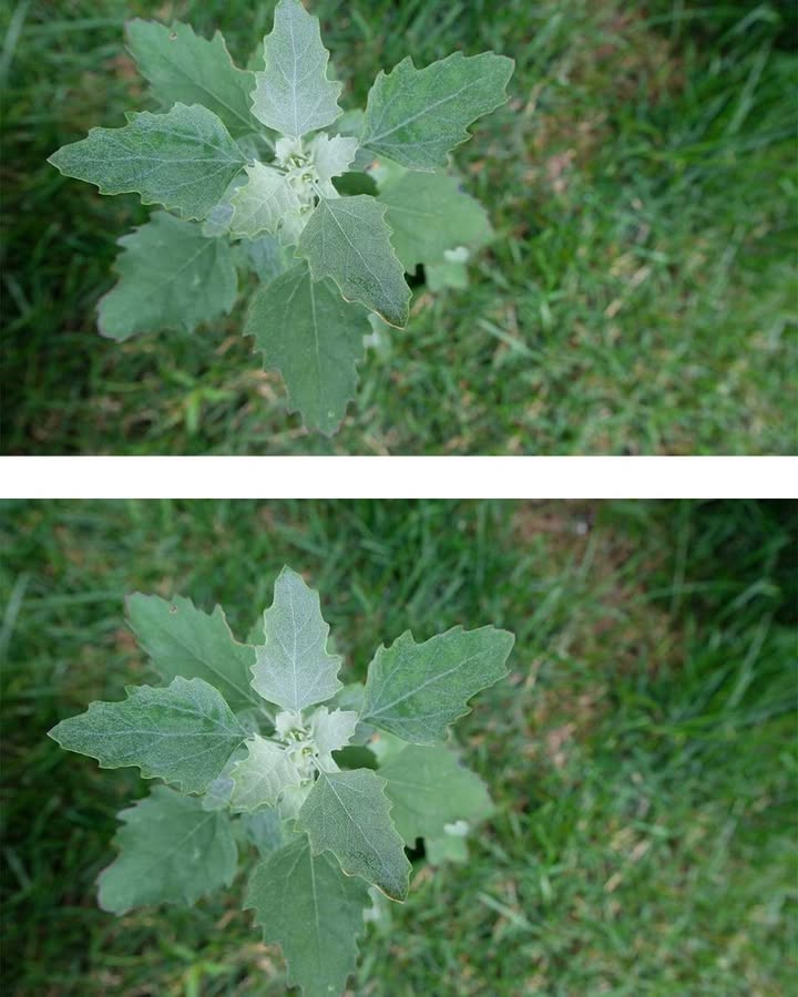 Most people have no clue. Here’s the hidden power of this plant