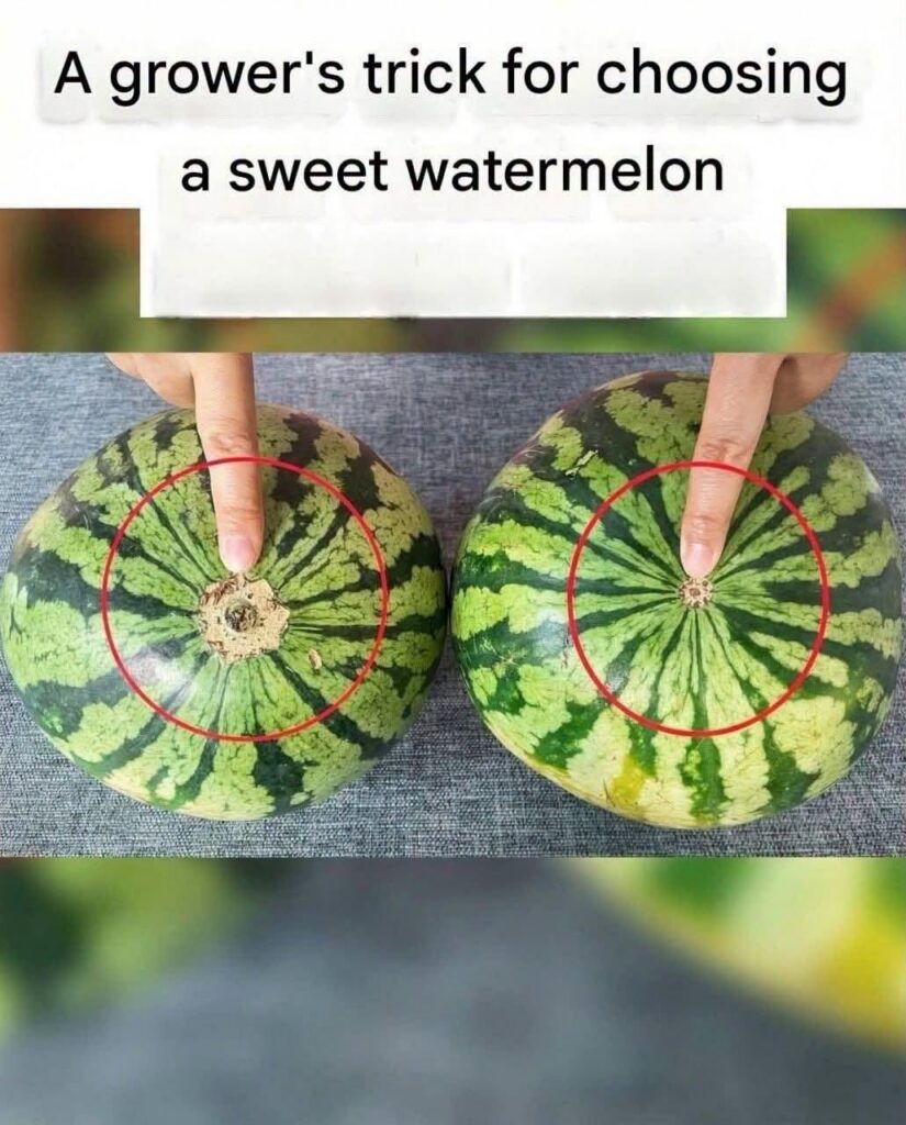 The Foolproof Visual Guide to Picking the Sweetest Watermelon (No Thumping Required!)